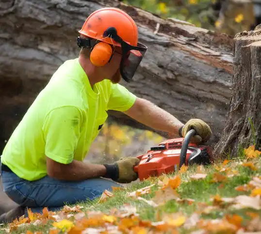 tree services Mountainair